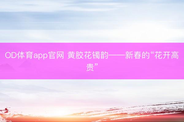 OD体育app官网 黄胶花镯韵——新春的“花开高贵”